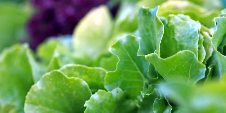 葉物野菜