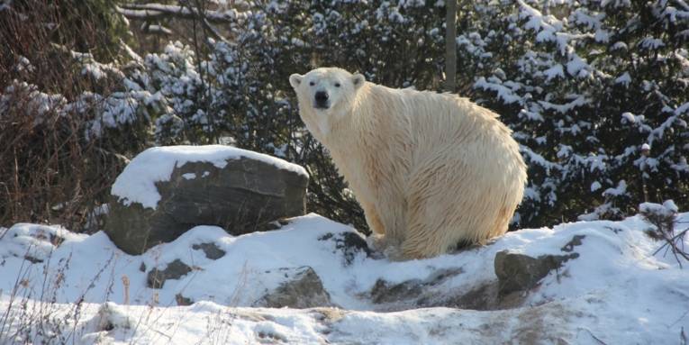 Eisbären im Winter Erlebnis-Zoo