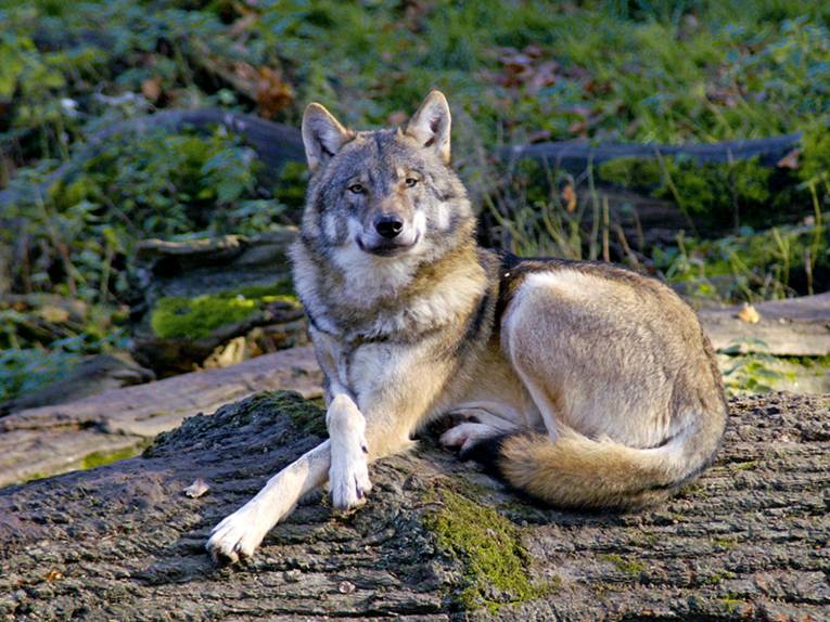 Wolf im Wisentgehege Springe