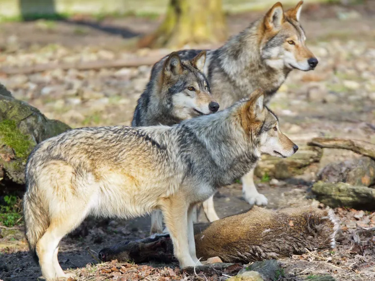 Wolves in the bison enclosure