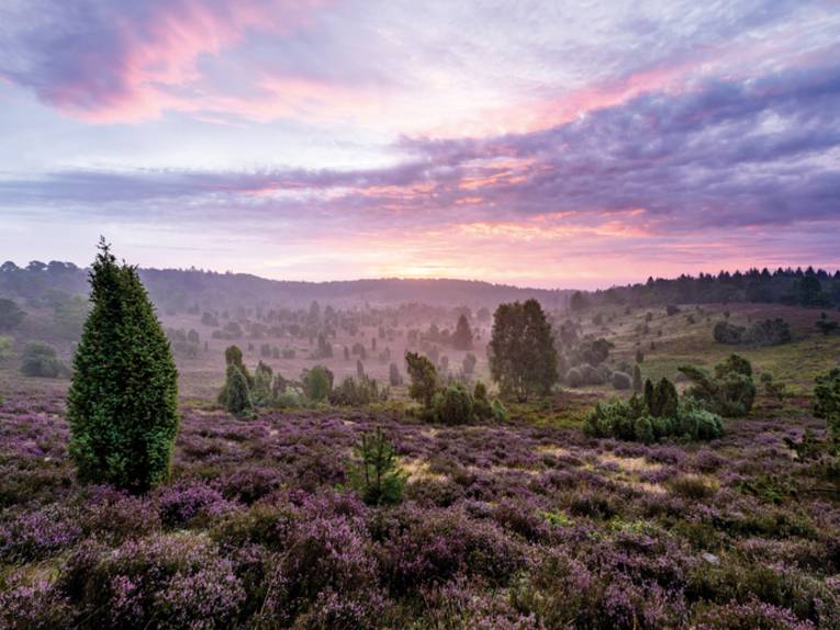 Lueneburger Heide Landschaft Totengrund