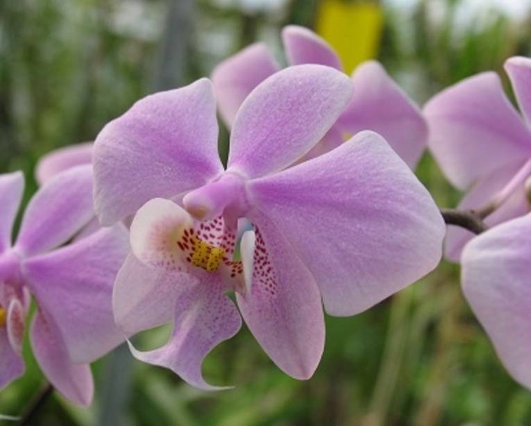 Orchid in the Mountain Garden