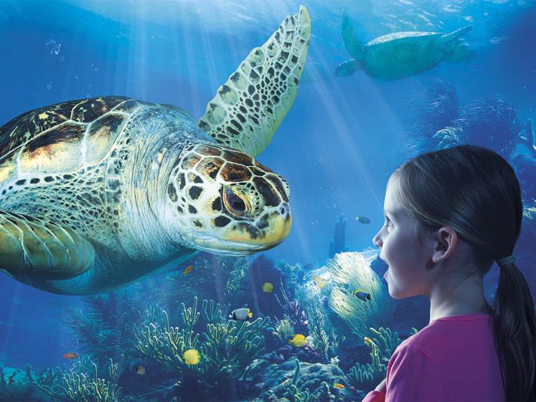 Sea Life