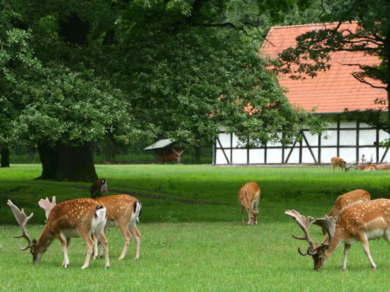 Djurpark