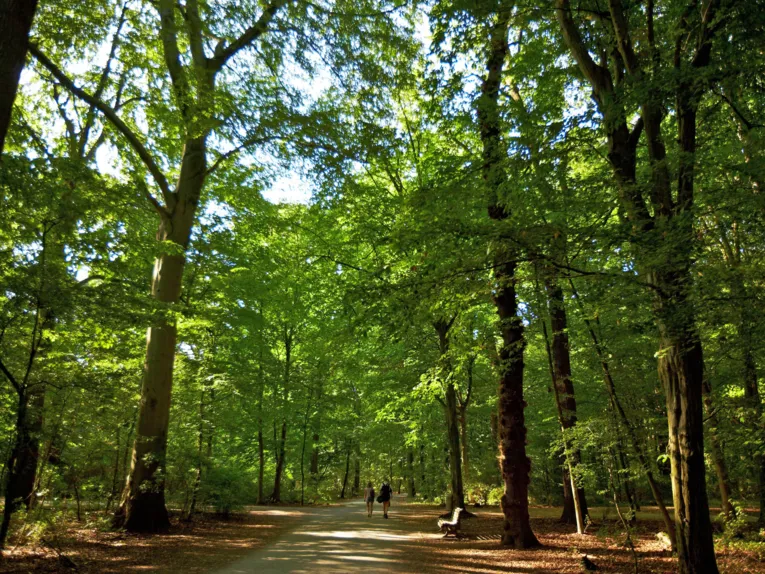 Spazieren in der Eilenriede