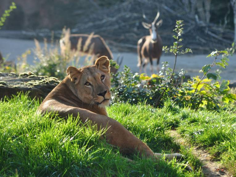 Löwen im Erlebnis-Zoo