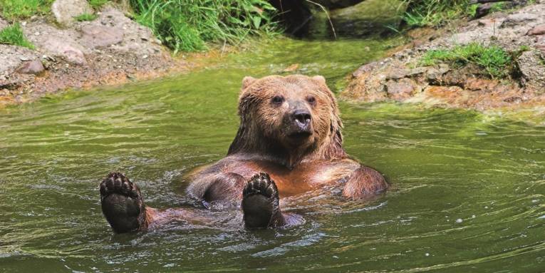 Ein Bär im Wasser