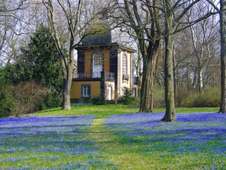 Foto von der Scillablüte auf dem Lindener Berg mit dem Küchengartenpavillon