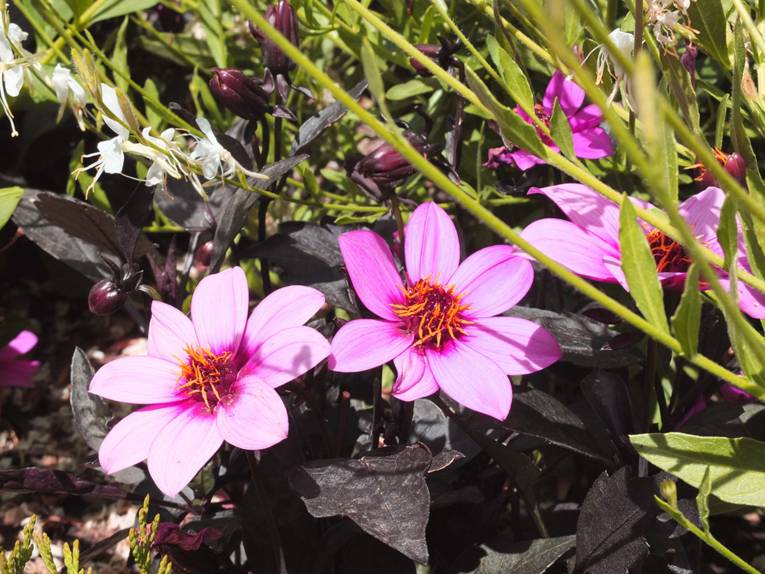 Dahlie 'Purple' aus der Happy Days-Serie