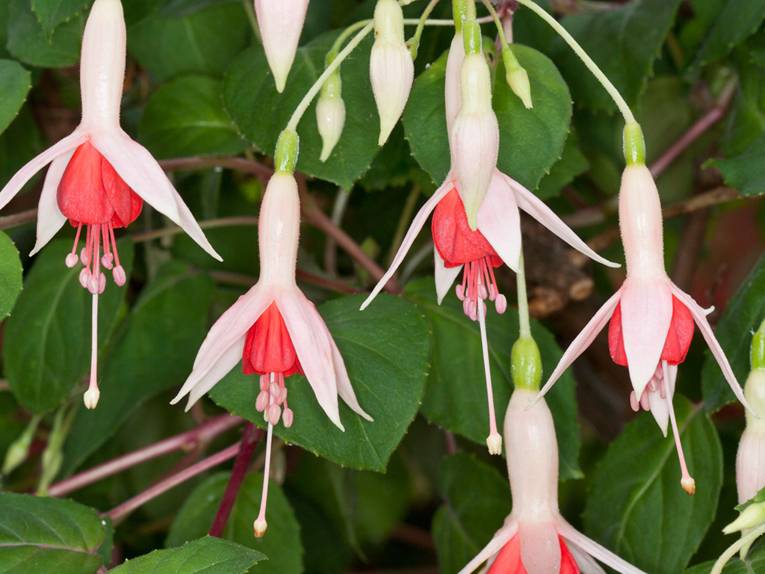 Nahaufnahme der weiß-roten Blüten der Fuchsia 'Deutsche Perle'