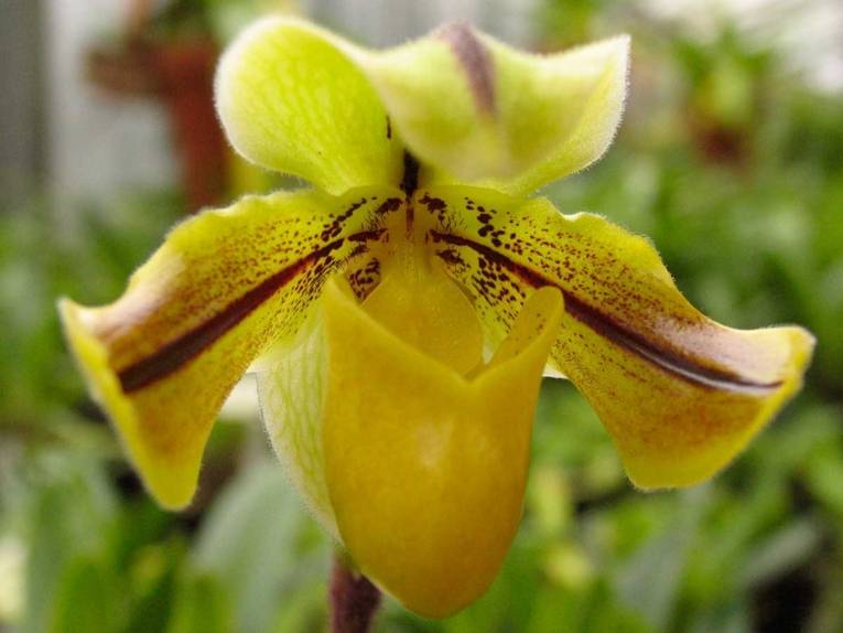 Paphiopedilum drueri