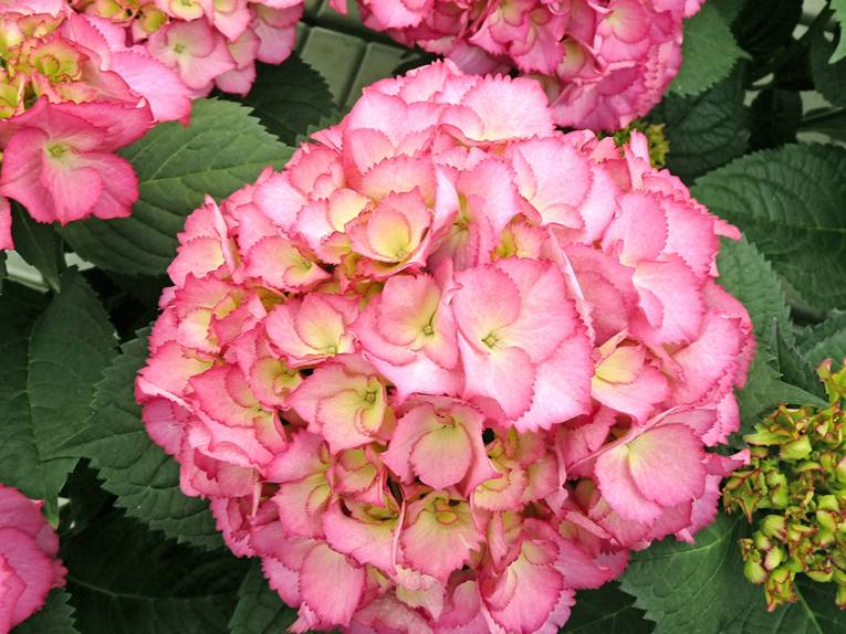 Hortensie Kurfürstin Sophie