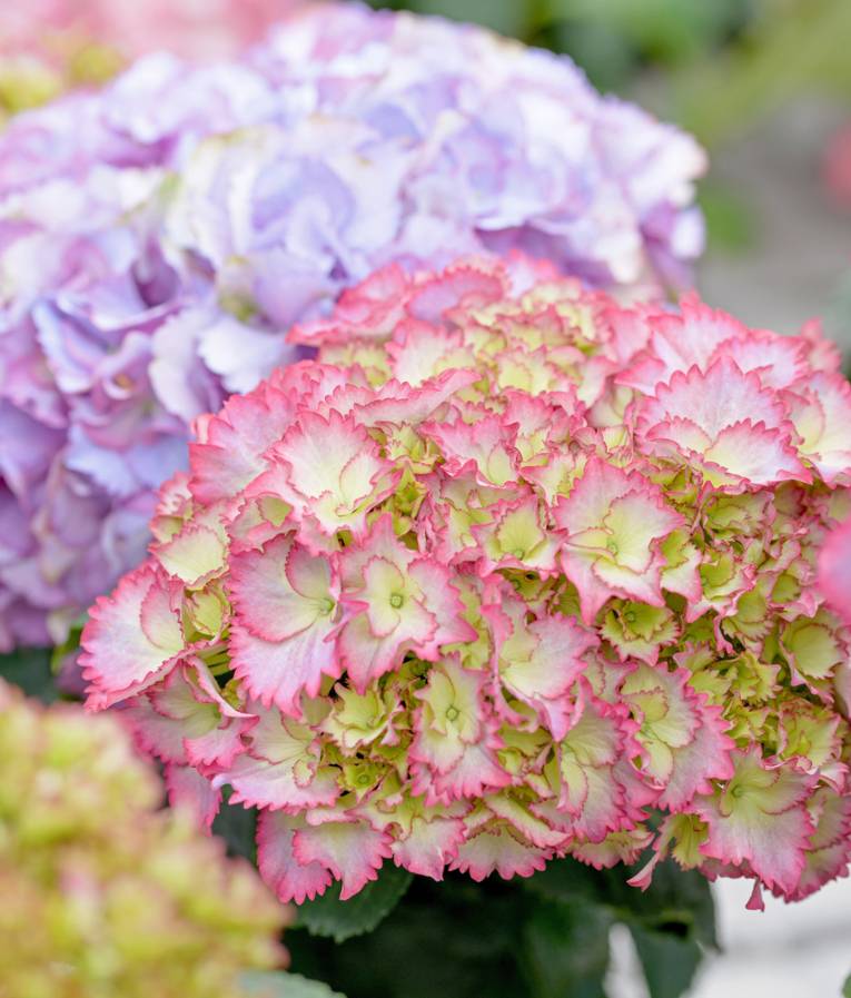 Hortensie Kurfürstin Sophie