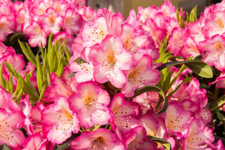 Rhododendron 'Kurfürstin Sophie'