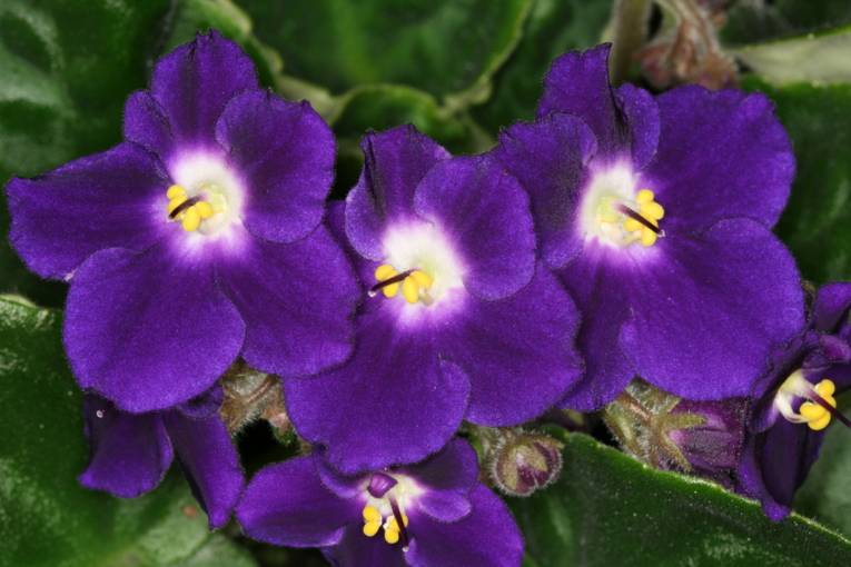 Saintpaulia 'Gudrun'