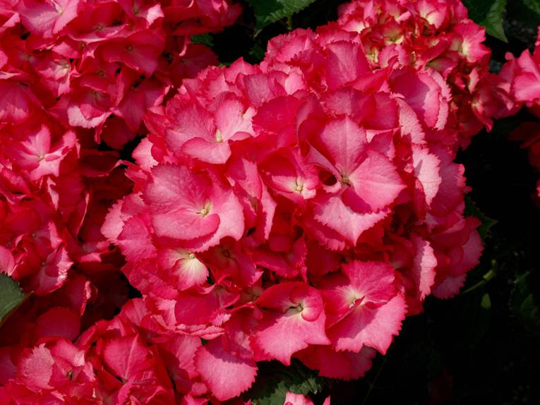 Hortensie Kurfürstin Sophie