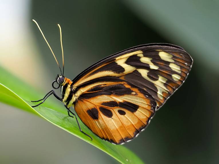 Schmetterling