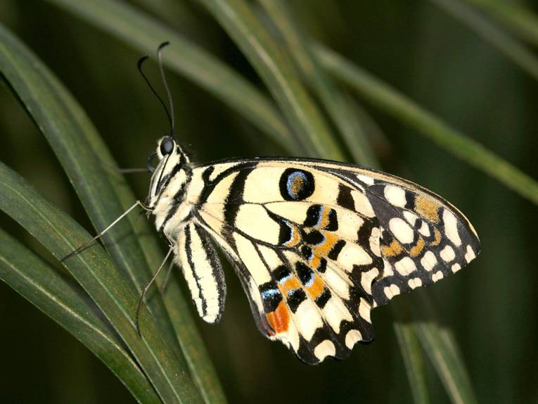 Papilio demoleus