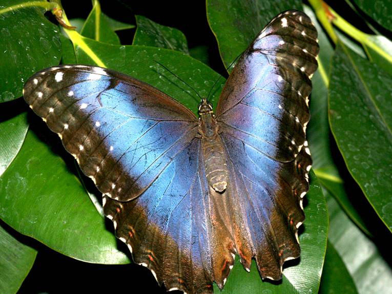 Morpho peleides