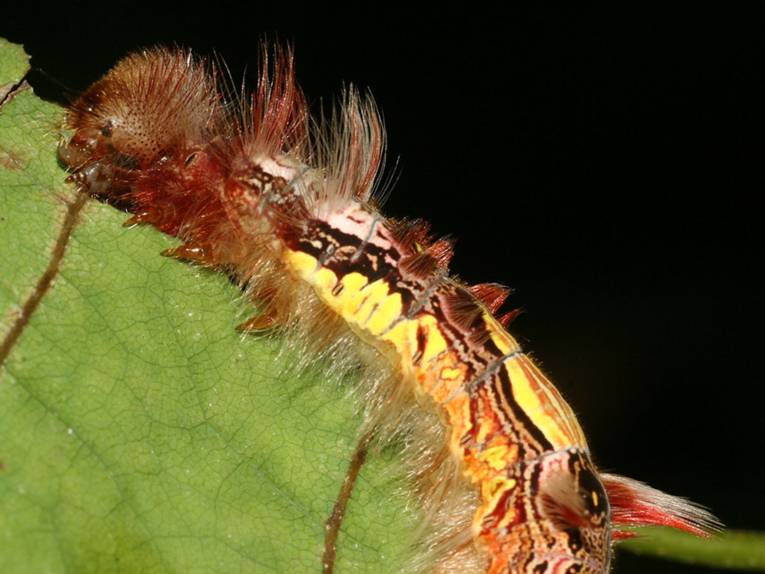 Morpho peleides Raupe