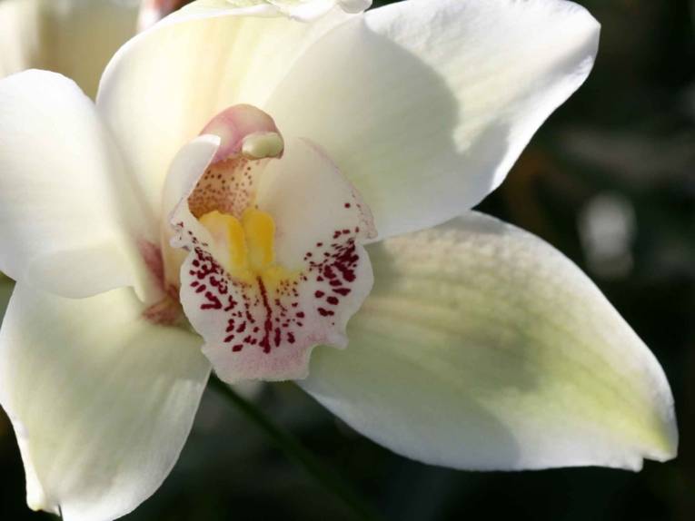 Cymbidium