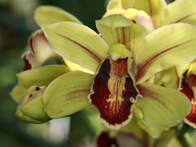 Cymbidium