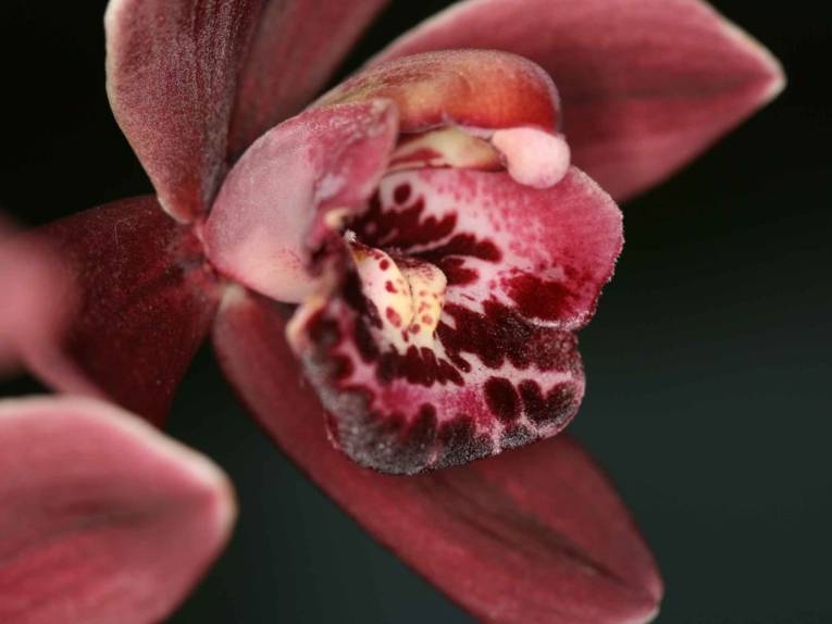 Cymbidium