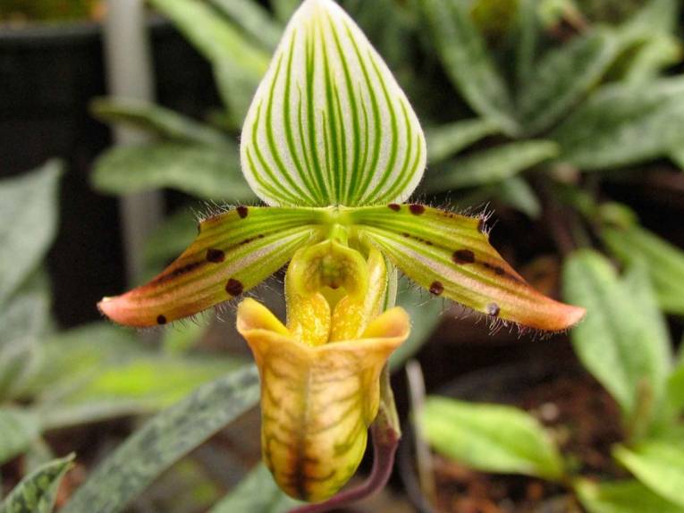 Paphiopedilum venustum