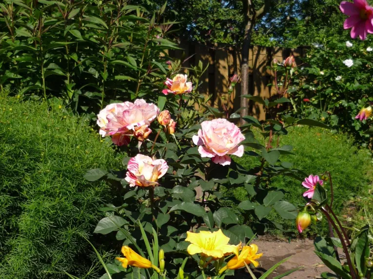 Blumenbeet mit Rose