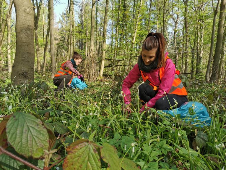 Zwei Personen im Wald, die Pflanzen entfernen. 