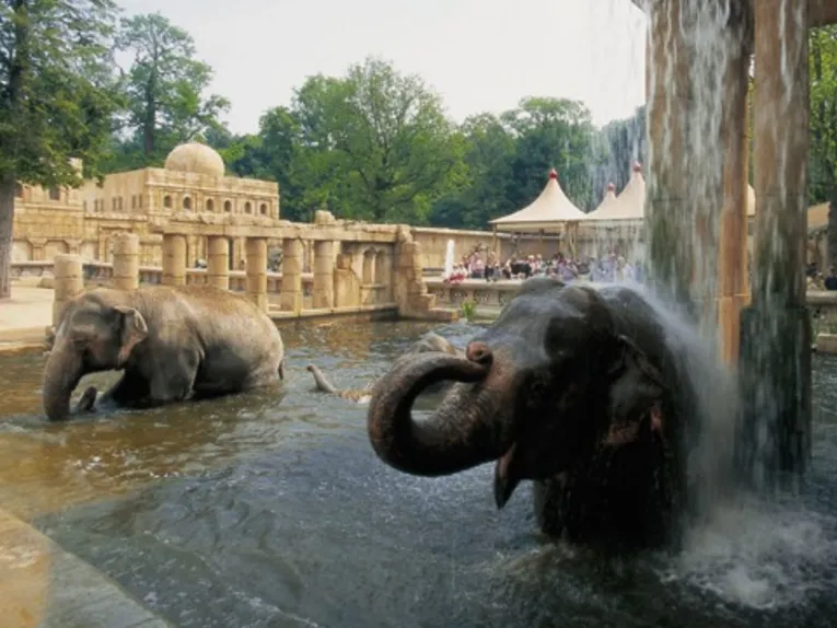 Des éléphants qui se baignent