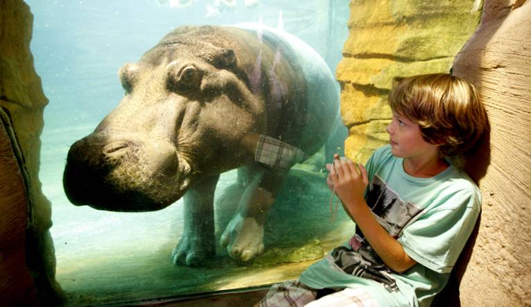 Eine Junge beobachtet ein Flusspferd