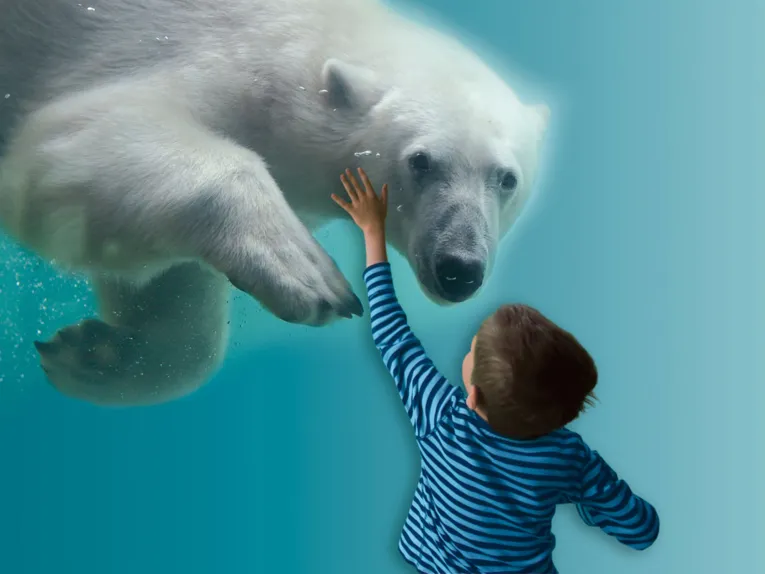 Diving polar bear, a boy behind a glass wall watches him