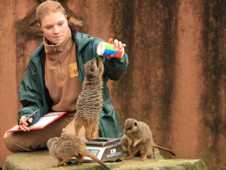 Eine Tierpflegerin wiegt Erdmännchen