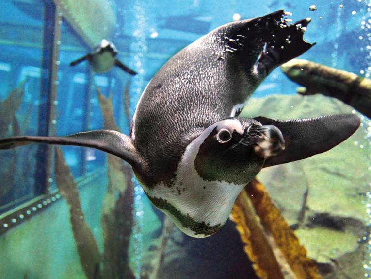 Tauchender Pinguin