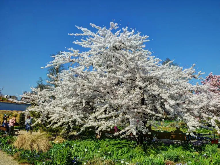 Blühender Baum
