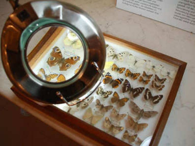  Ein Schaukasten mit Schmetterlingen.