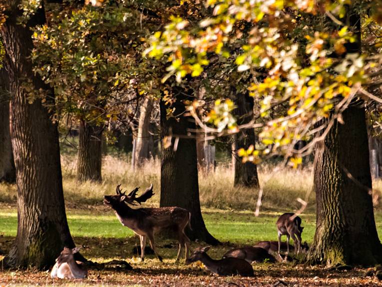 Ein röhrender Hirsch mit seinen Hindinnen. 