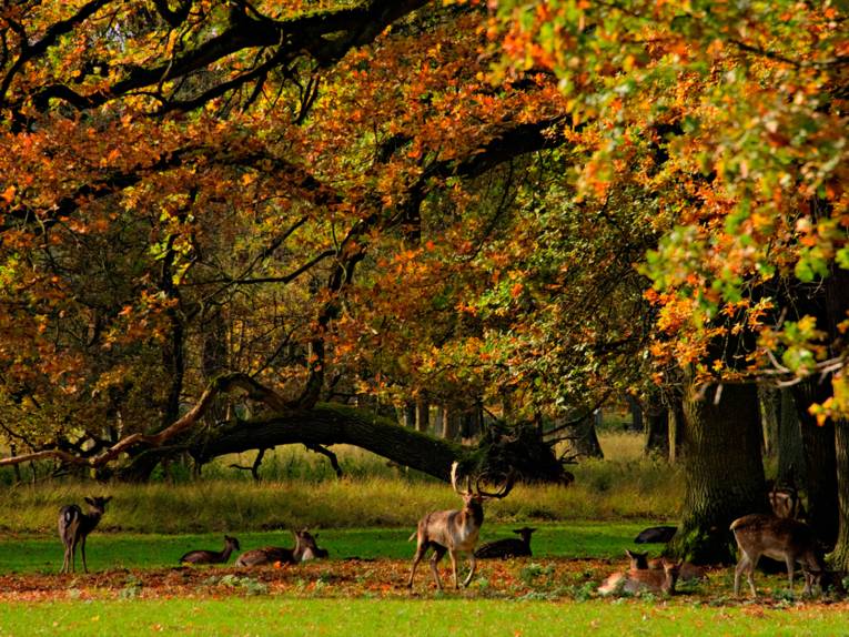Ein Hirsch mit seinem weiblichen Gefolge. 