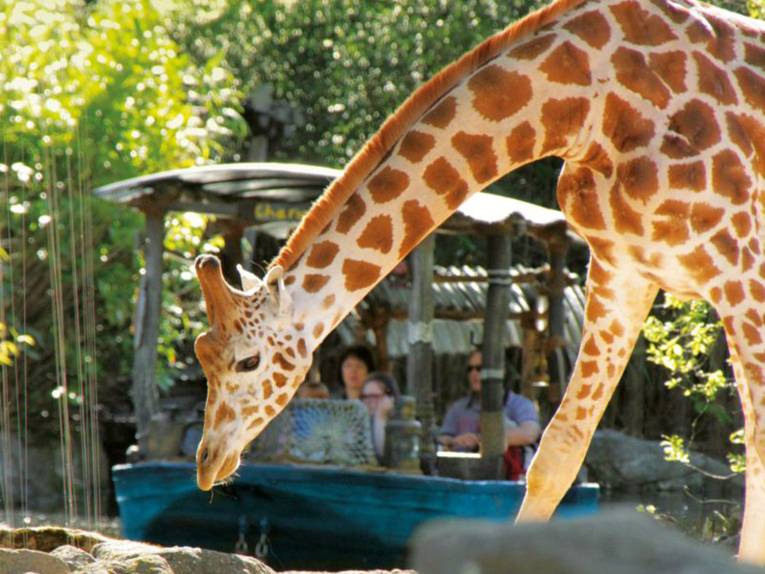 Giraffe, im Hintergrund ein Boot