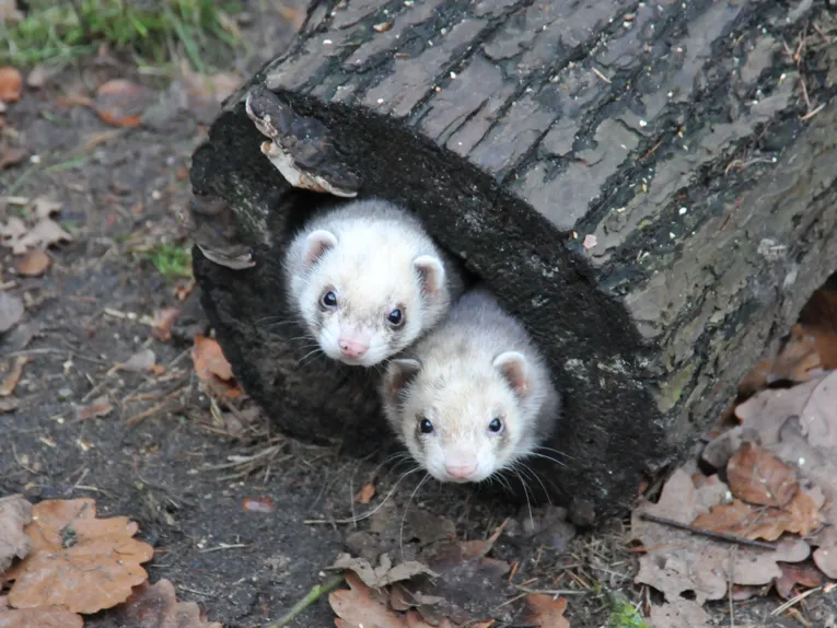 furet