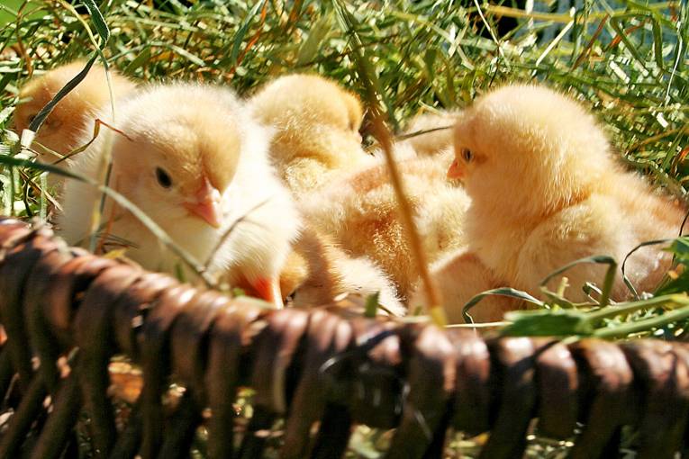 Küken auf Meyers Hof