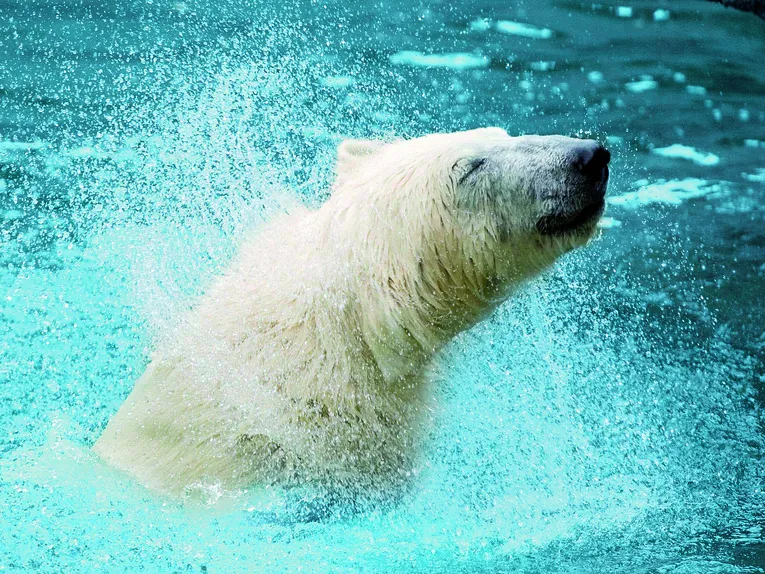 Dyr i Erlebnis-Zoo Hannover