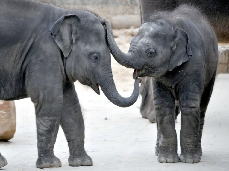 ハノーファー・アドベンチャー動物園の動物たち