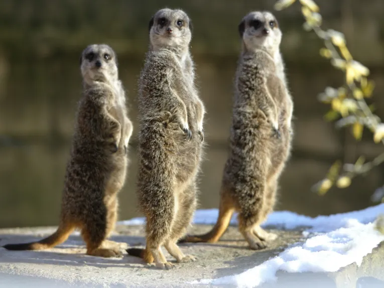 Животните в зоопарка „Erlebnis-Zoo“ в Хановер