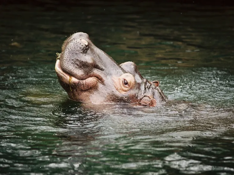 Les animaux du zoo d'Hannover