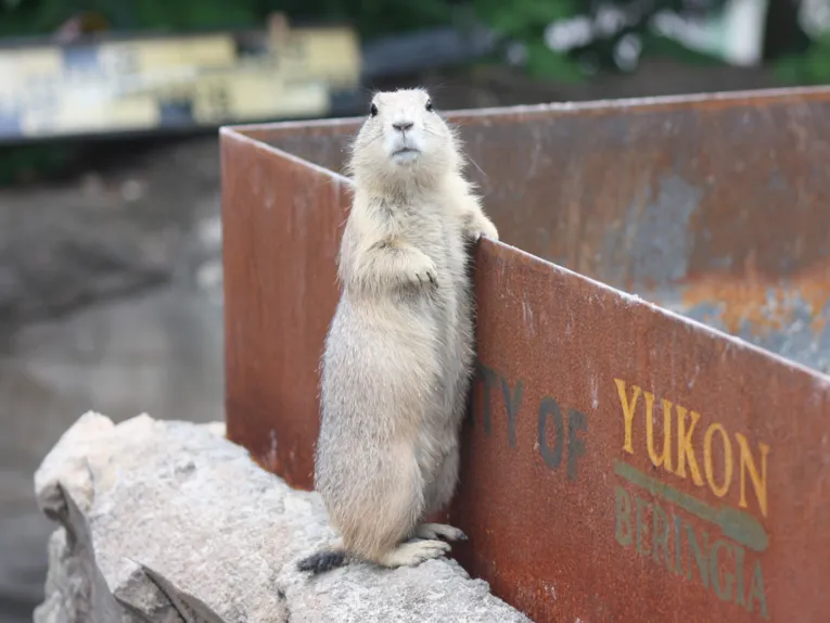 Dyr i Erlebnis-Zoo Hannover