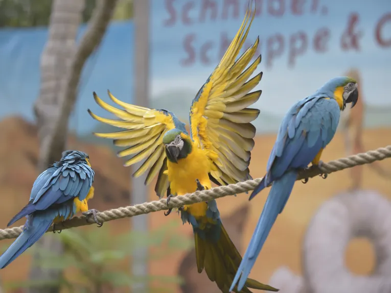 Dyr i Erlebnis-Zoo Hannover