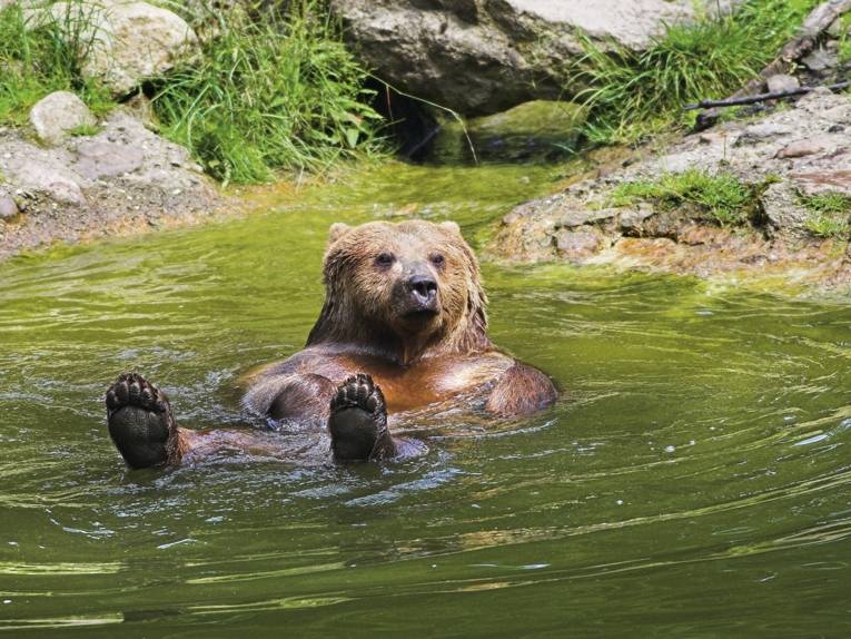 Ein Bär badet im See des Wisentgeheges