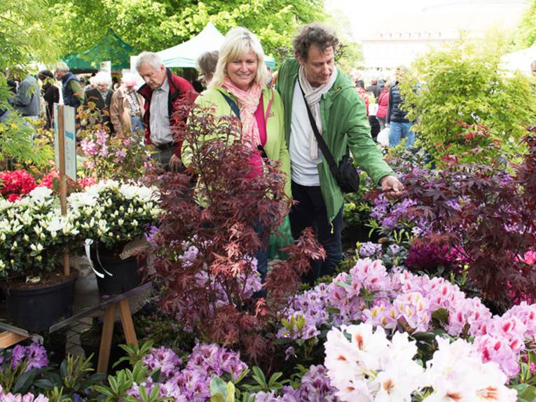 Eine Besucherin und ein Besucher der Pflanzentage an einem Verkaufsstand mit Azaleen, Rhododendren und Ahornbäumchen
